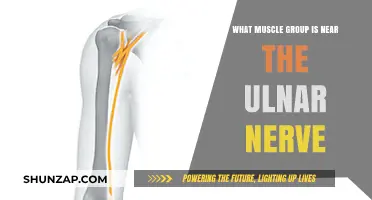 Ulnar Nerve Proximity: Exploring Nearby Muscle Groups and Functions
