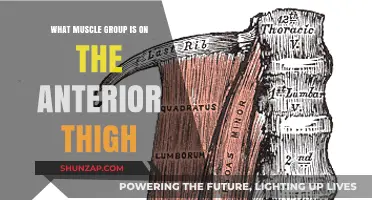 Anterior Thigh Muscles: Understanding the Quadriceps and Their Functions