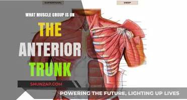 Anterior Trunk Muscles: Understanding the Core Muscles of Your Front Torso