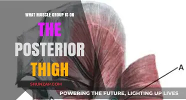 Understanding the Posterior Thigh Muscles: Anatomy and Function Explained
