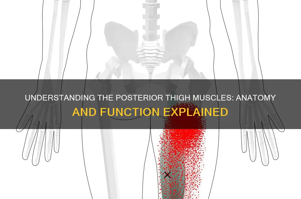 what muscle group is on the posterior thigh