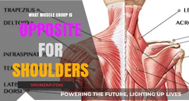 Shoulder Muscle Counterparts: Understanding the Opposite Muscle Groups