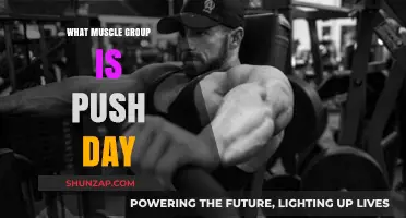 Push Day Muscles: Chest, Shoulders, Triceps Workout Guide