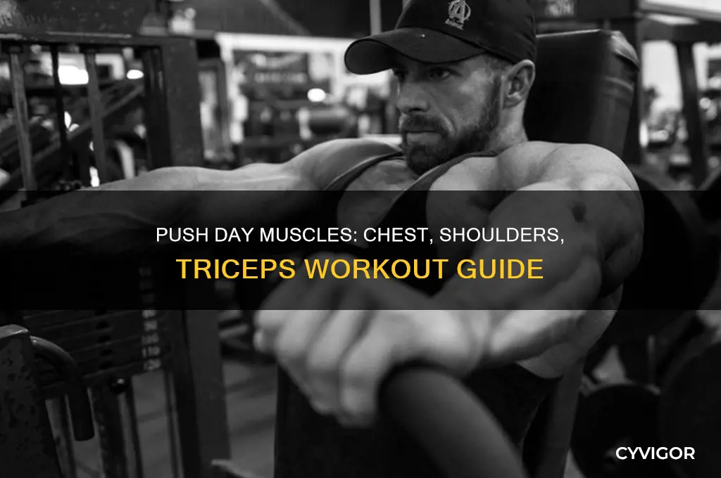 what muscle group is push day