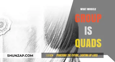Understanding Quads: The Powerful Muscle Group in Your Thighs