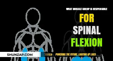 Understanding Spinal Flexion: Key Muscles Driving Forward Bending Motion