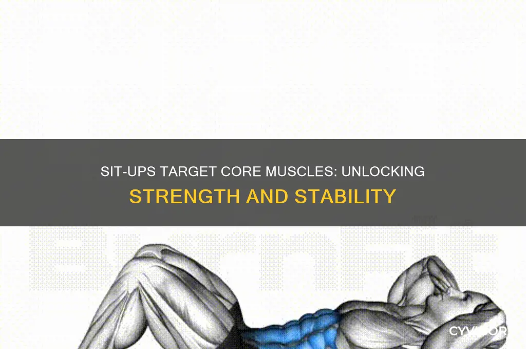 what muscle group is sit ups