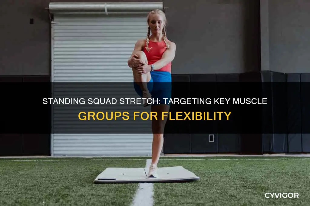 what muscle group is standing squad strech in