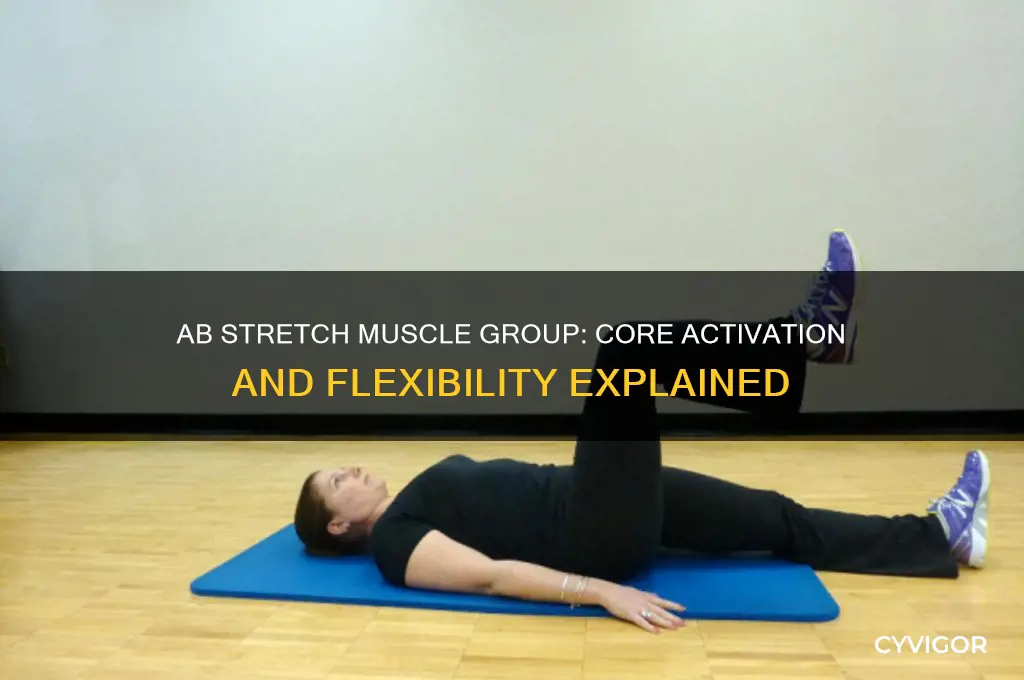 what muscle group is the ab stretch in
