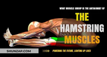 Quadriceps: The Hamstring's Antagonist Muscle Group Explained
