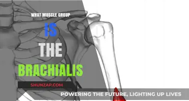 Brachialis Muscle: Unveiling Its Role and Function in Arm Strength