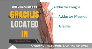 Understanding the Gracilis Muscle: Its Location and Function Explained