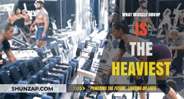 Unveiling the Heaviest Muscle Group in the Human Body