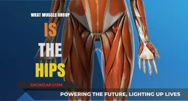 Understanding Hip Muscles: Key Groups for Strength and Stability