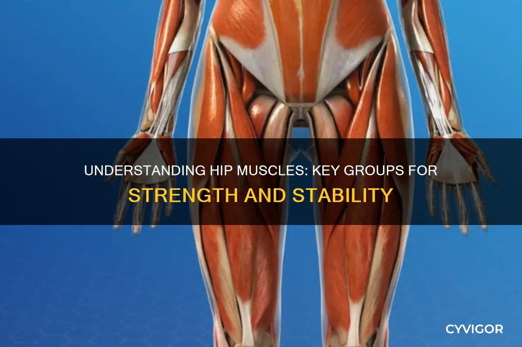 what muscle group is the hips