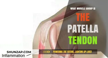 Understanding the Patella Tendon: Key Muscle Group Connections Explained