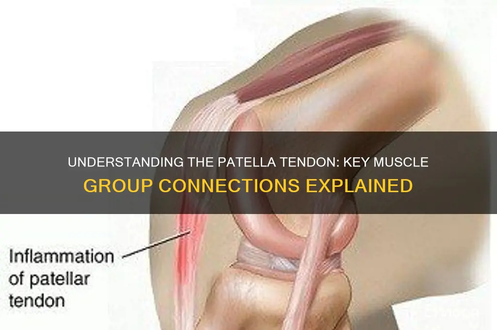 what muscle group is the patella tendon