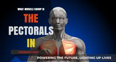 Understanding the Pectoral Muscles: Their Role and Muscle Group Classification