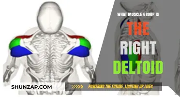 Understanding the Right Deltoid: Muscle Group, Function, and Training Tips