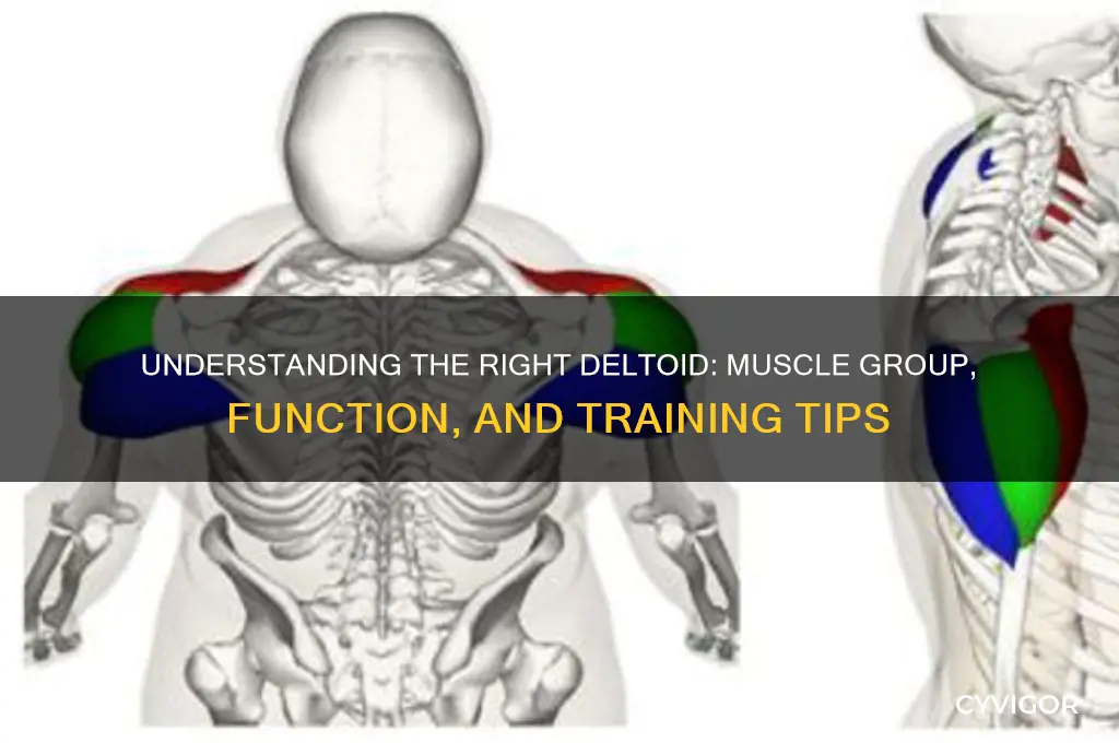 what muscle group is the right deltoid