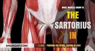 Understanding the Sartorius Muscle: Its Group and Function Explained