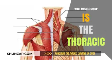 Understanding the Thoracic Muscles: Key Groups and Functions Explained