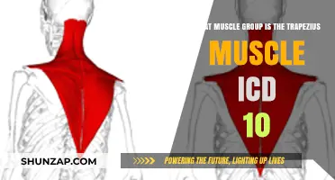 Trapezius Muscle Group: ICD-10 Classification and Anatomy Explained