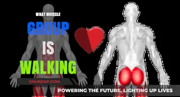 Walking's Muscle Power: Unveiling the Key Groups in Motion
