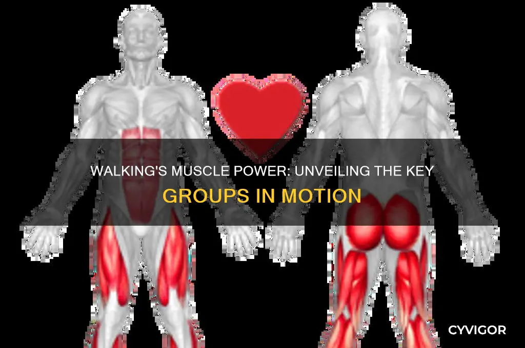 what muscle group is walking