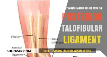 Muscles Crossing the Posterior Talofibular Ligament: Anatomy Explained