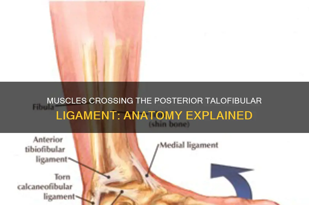 what muscle group passes over the posterior talofibular ligament