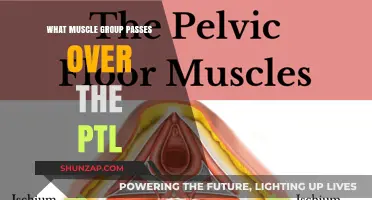 Muscles Crossing the Pelvic Floor: Understanding the PTL Connection