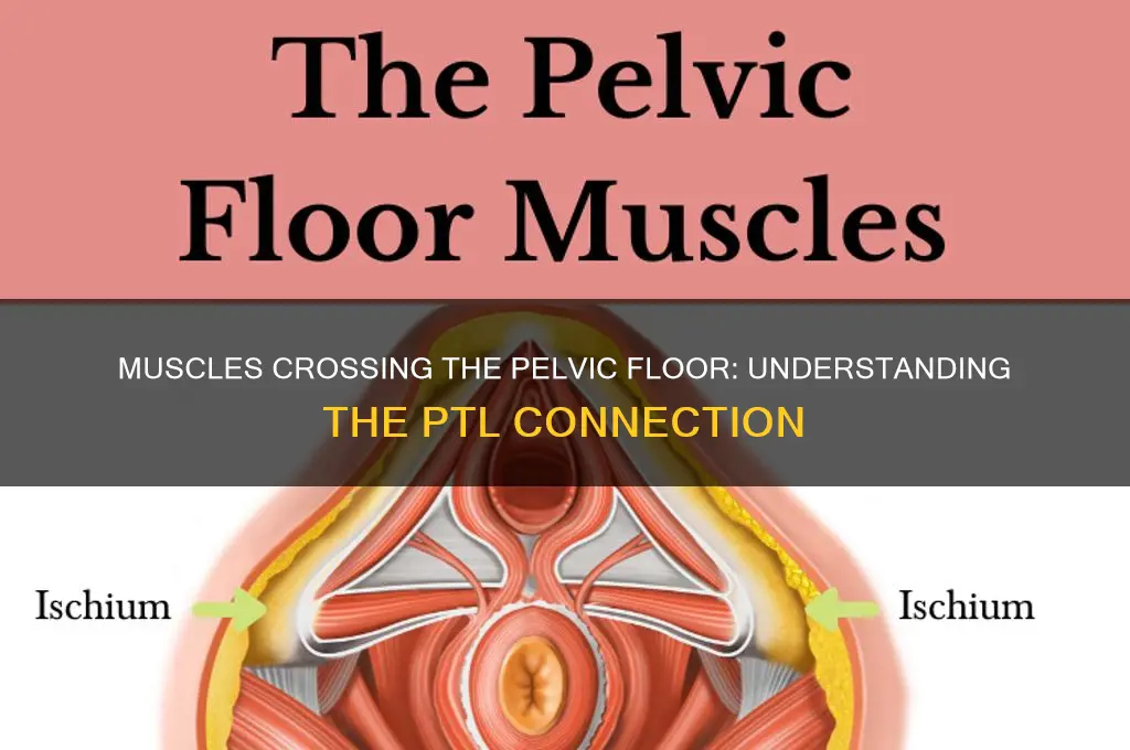 what muscle group passes over the ptl