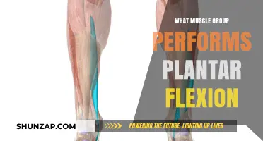 Understanding Plantar Flexion: Key Muscles Involved in Foot Movement