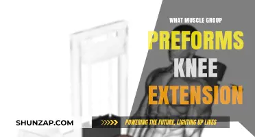 Knee Extension Muscles: Understanding the Key Quadriceps Group
