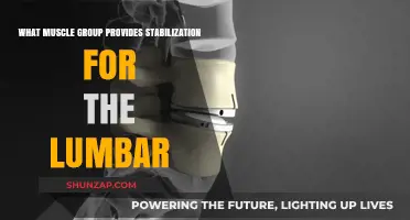 Core Muscles: Key Stabilizers for Lumbar Spine Support and Strength