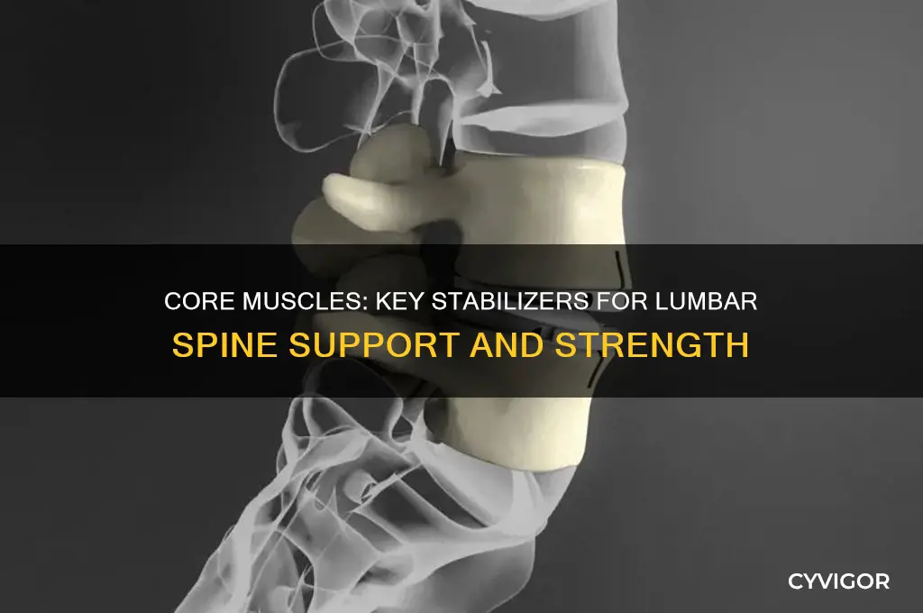 what muscle group provides stabilization for the lumbar