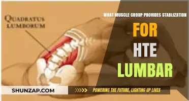 Core Muscles: Key to Lumbar Stabilization and Lower Back Health