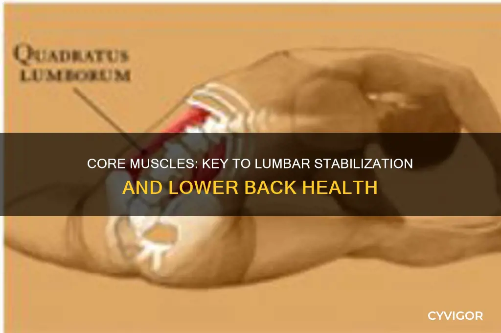 what muscle group provides stablization for hte lumbar
