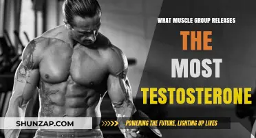 Muscle Groups That Maximize Testosterone Release: Unlocking Hormonal Potential