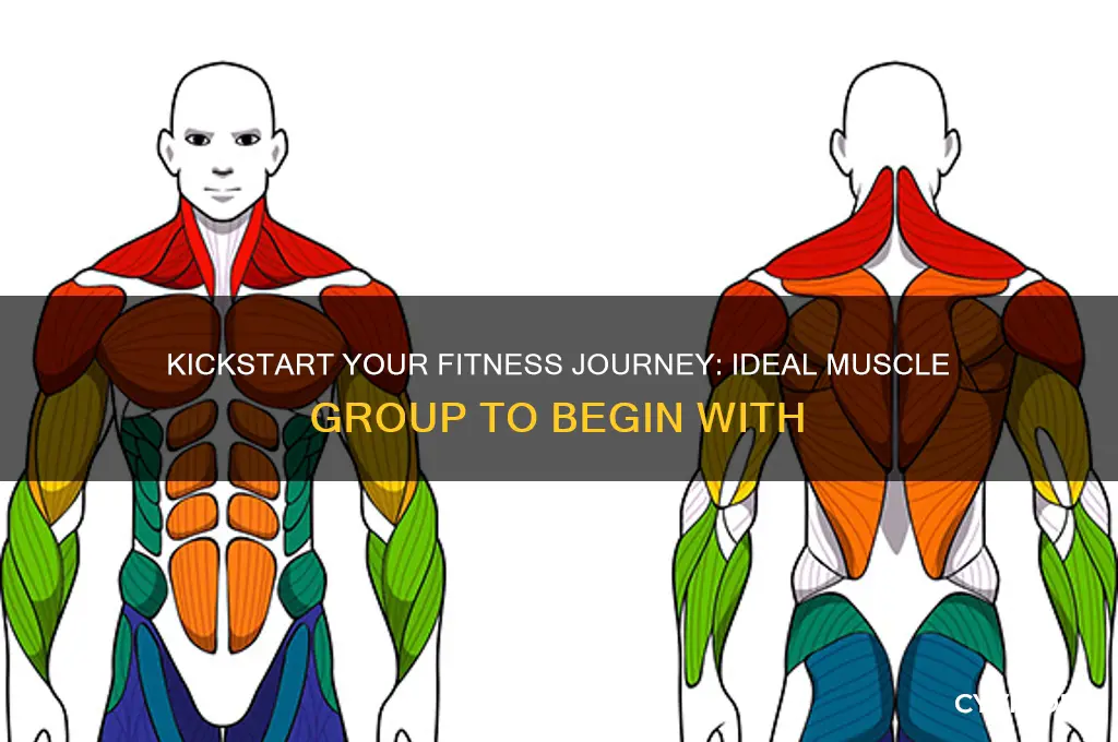 what muscle group should i start with