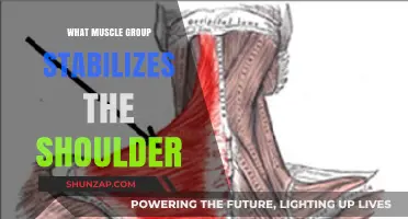 Shoulder Stability: Key Muscles That Support and Strengthen Your Joints