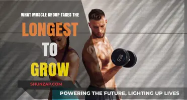 Which Muscle Group Requires the Most Time to Develop Fully?