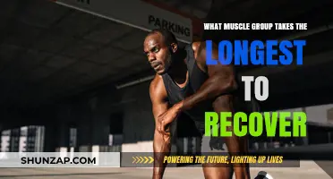 Slowest Muscle Recovery: Which Group Takes the Longest to Heal?
