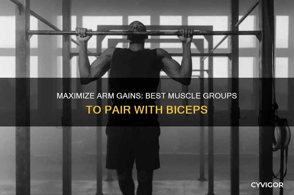 what muscle group to pair with biceps