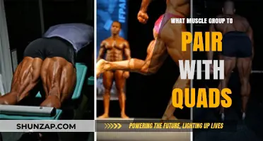 Optimize Leg Day: Best Muscle Groups to Pair with Quads for Balanced Strength