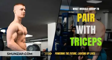 Maximize Arm Gains: Best Muscle Groups to Pair with Triceps