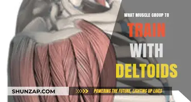 Deltoids and Beyond: Optimal Muscle Groups to Train Together