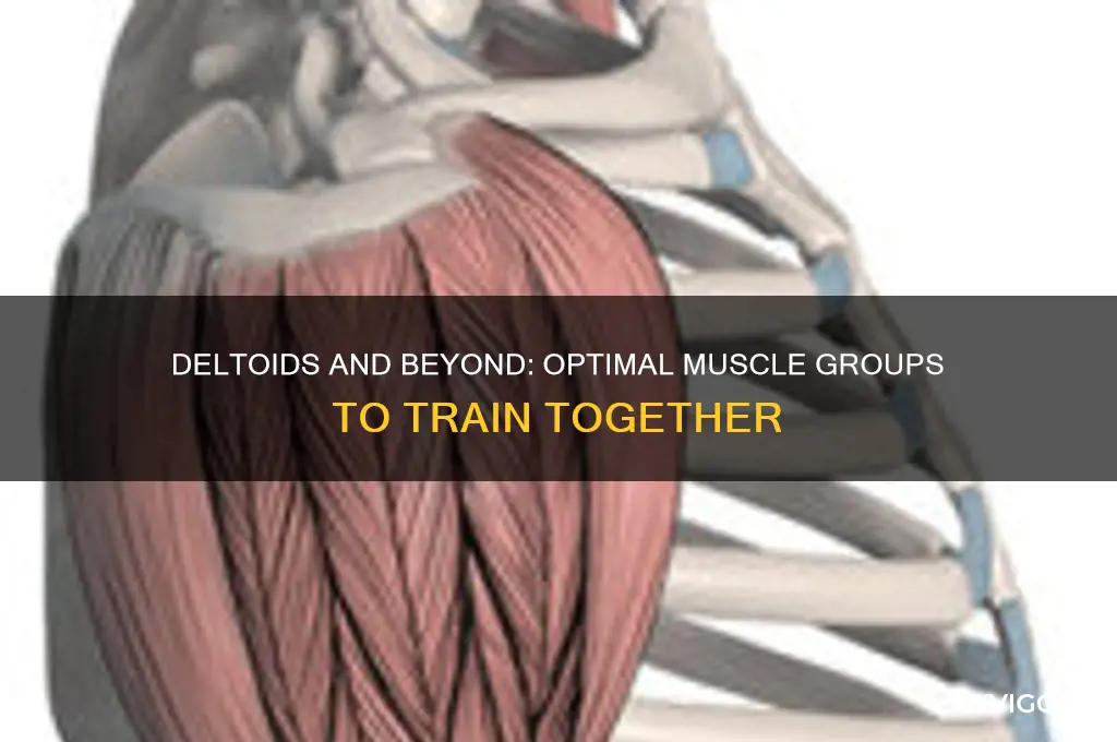 what muscle group to train with deltoids