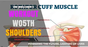 Effective Shoulder Workouts: Targeting Synergistic Muscle Groups for Optimal Results